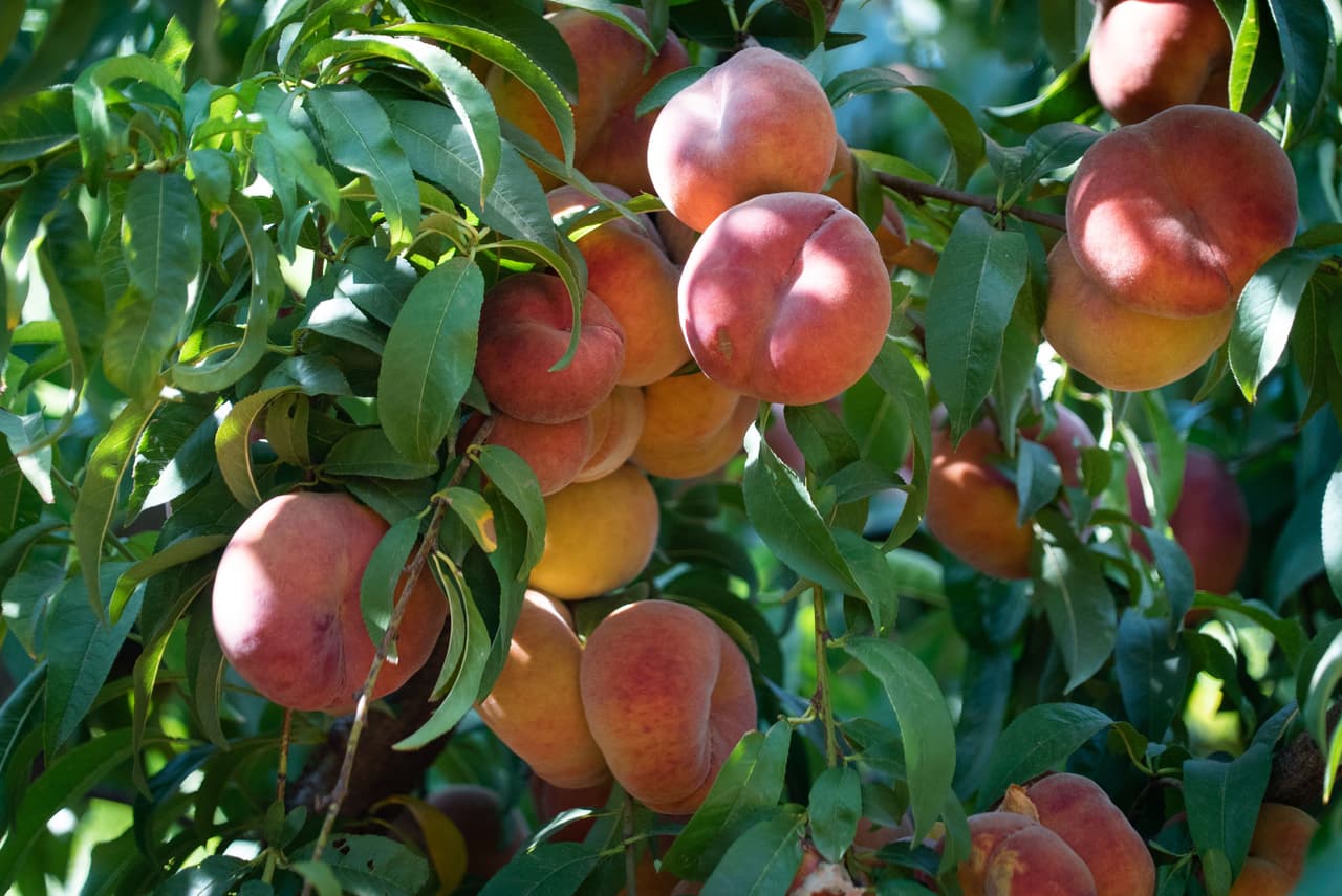 <b>Jones Fruit Farm: </b>Cuentan con distintos tipos de frutas y vegetales que pueden ser recogidos por sus visitantes. También ofrecen visitas guiadas y helados artesanales. Dirección: 6568-7750 Beaman Old Creek Rd, Walstonburg, NC 27888.