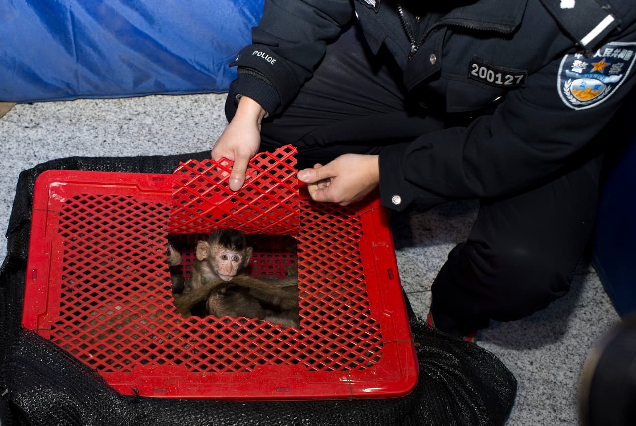 Un cargmento con al menos 100 macacos cangrejeros bebé que estaban siendo traficados de Vietnam a China en canastos tranportados en un camión de carga. Esta especie está protegida bajo la ley china.