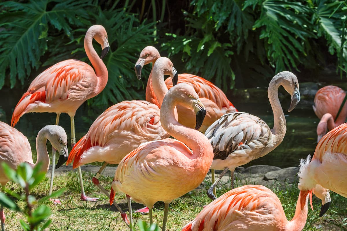 En el Zoológico de Los Ángeles puedes vivir una experiencia única y alimentar a esta especie mientras aprendes de ella.