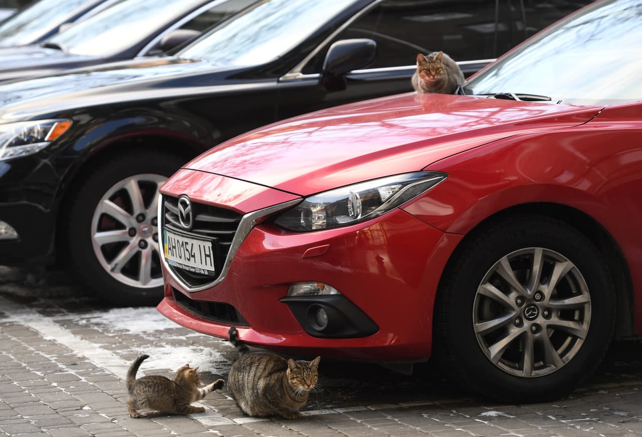 Chequea el motor de tu carro antes de arrancar, pegando al capó y pitando, pues gatos y otros animales pueden entrar a estas partes de los carros buscando calor. También pueden esconderse debajo. 
<br>