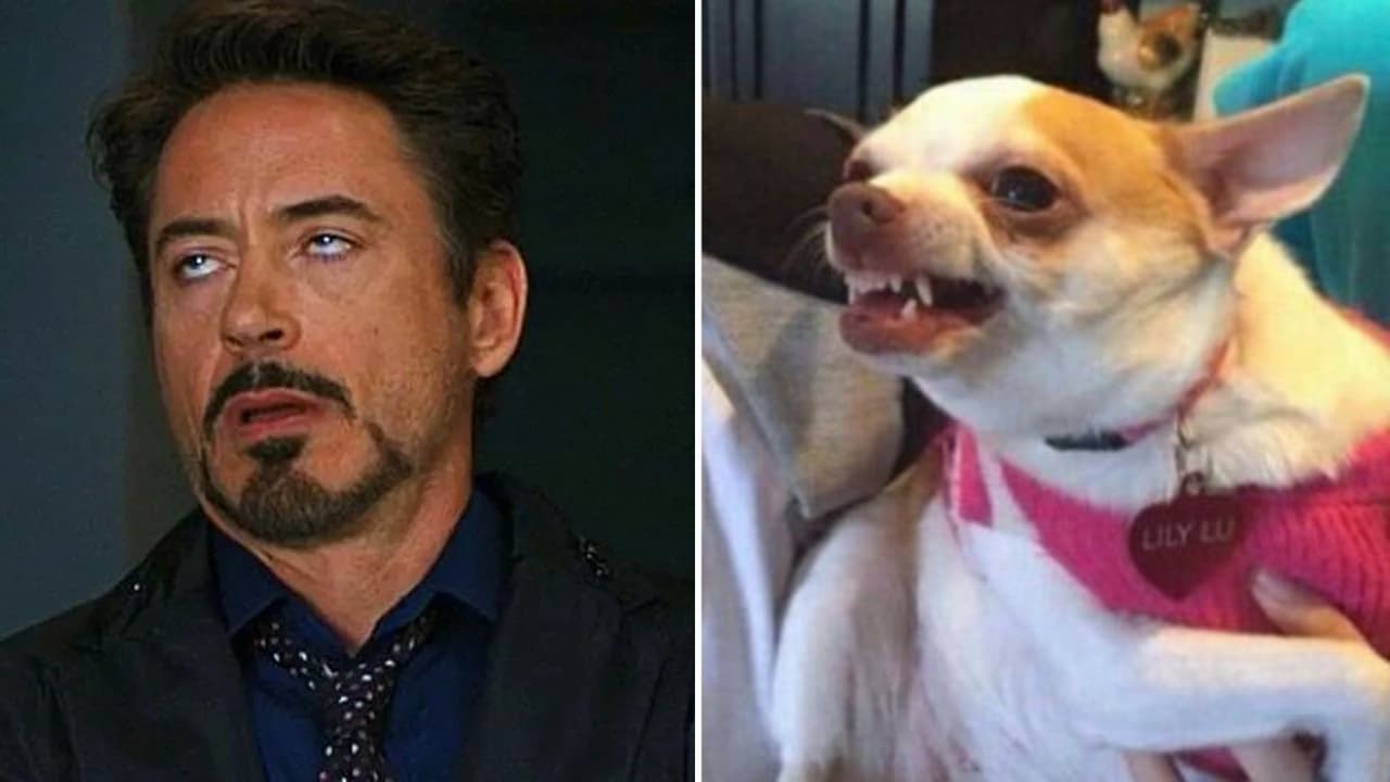 “Es solo un perro”: Comentarios que solo quienes tienen un 'perrhijo' han tenido que soportar