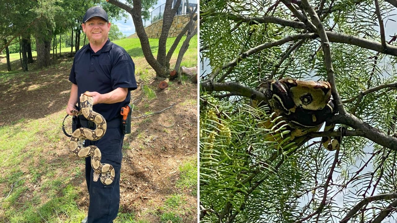 ¿Quién perdió una boa de dos metros en el norte de Texas? Apareció en un árbol y ahora buscan a sus dueños
