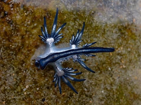 El dragón azul rara vez llega a medir los tres centímetros.