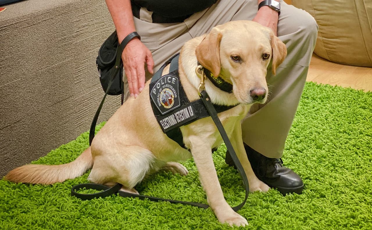 La perrita Willow, de la Fiscalía del Distrito del condado de San Diego