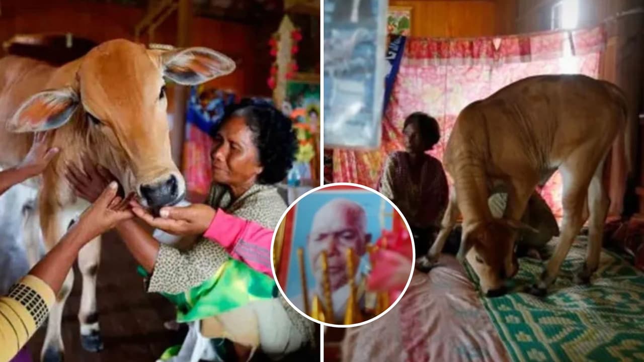 Mujer se casa con una vaca creyendo que es la reencarnación de su esposo.