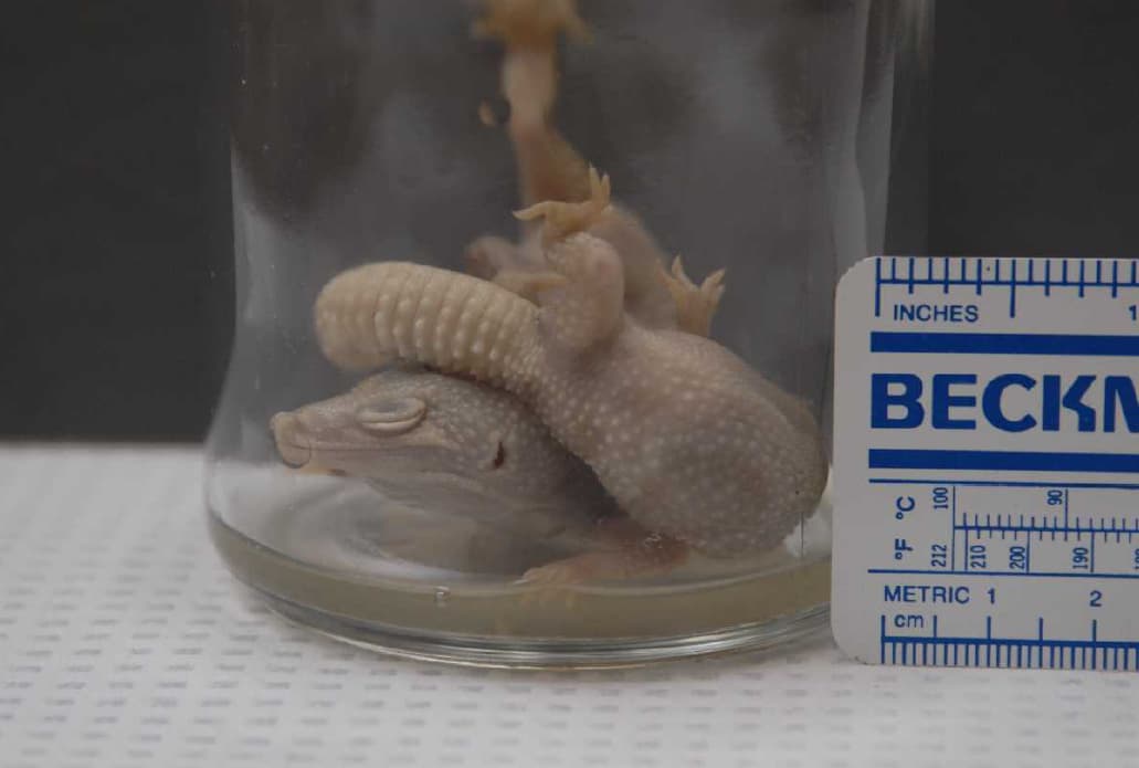 George Toubbeh, un residente del condado de Orange en el sur de California, alega en una demanda que encontró dos lagartijas dentro de una lata de cerveza Heineken.