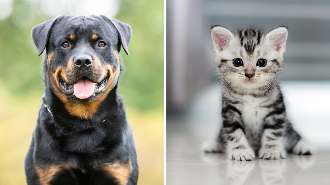 <h3 class="cms-H3-H3">Conclusión 🐶🐱</h3>
<br>
<b>Vivir en Texas con una mascota es una experiencia enriquecedora, pero también una gran responsabilidad</b>. Conocer las leyes, anticipar el tiempo y actuar preventivamente no solo garantiza el bienestar del animal, también fortalece el vínculo con tu compañero de cuatro patas. Si eres nuevo en el estado o llevas años con tu mascota, 
<b>esta guía puede ayudarte a ofrecerle una vida más segura y saludable.</b>