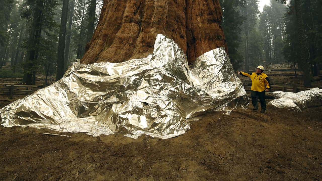 En septiembre, se colocó una envoltura de aluminio a General Sherman para minimizar el riesgo de daños por incendios.