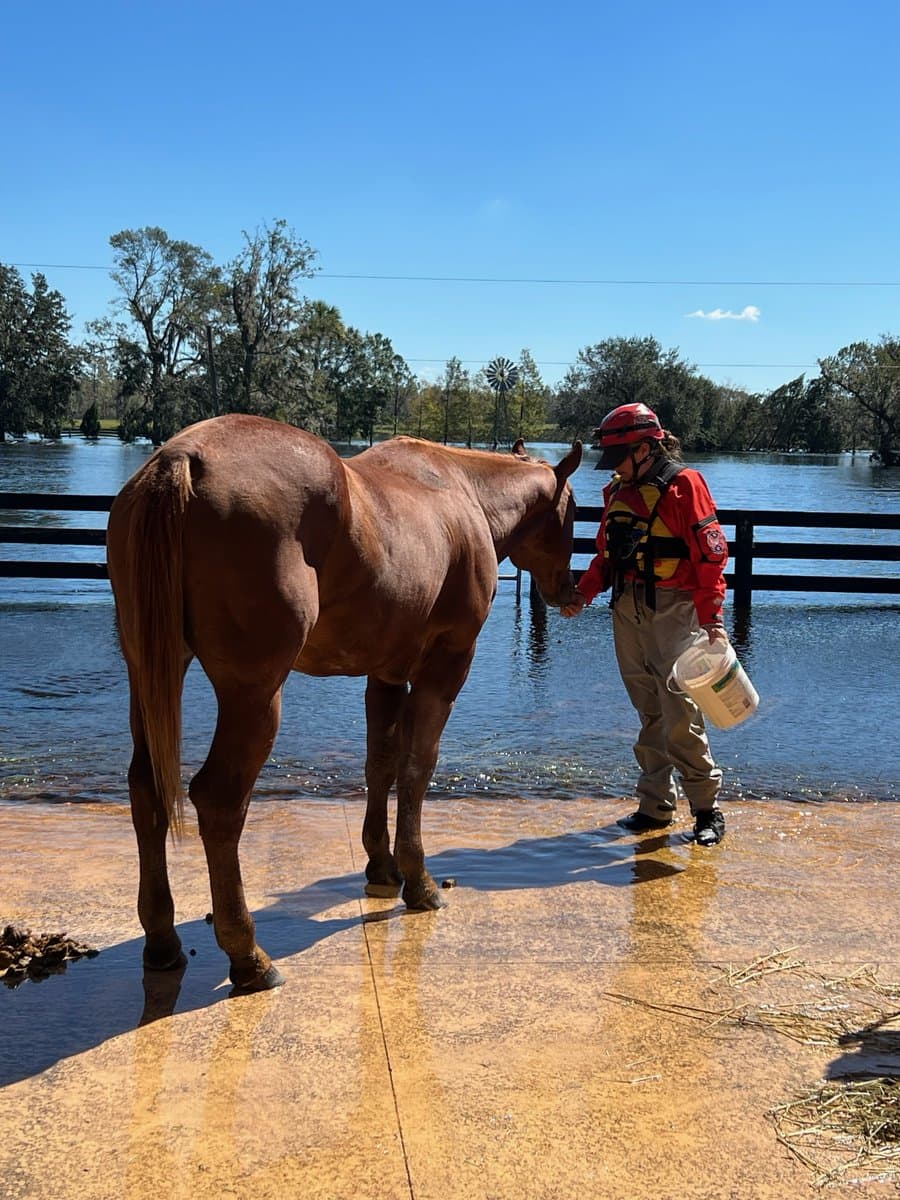 <b>"Nuestro equipo está trabajando incansablemente para hacer todo lo posible para rescatar a los preciosos animales atrapados tras esta destrucción y ayudar a las personas resistentes a salir de esto más fuertes que nunca"</b>, publicó American Humane.