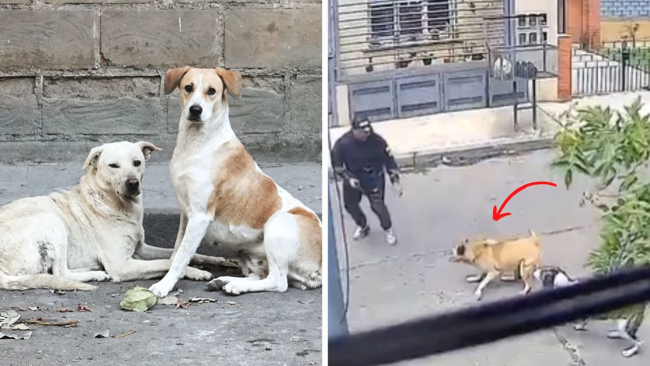  Perritas callejeras salvan a hombre que estaba a punto de ser asaltado: video se viraliza en redes