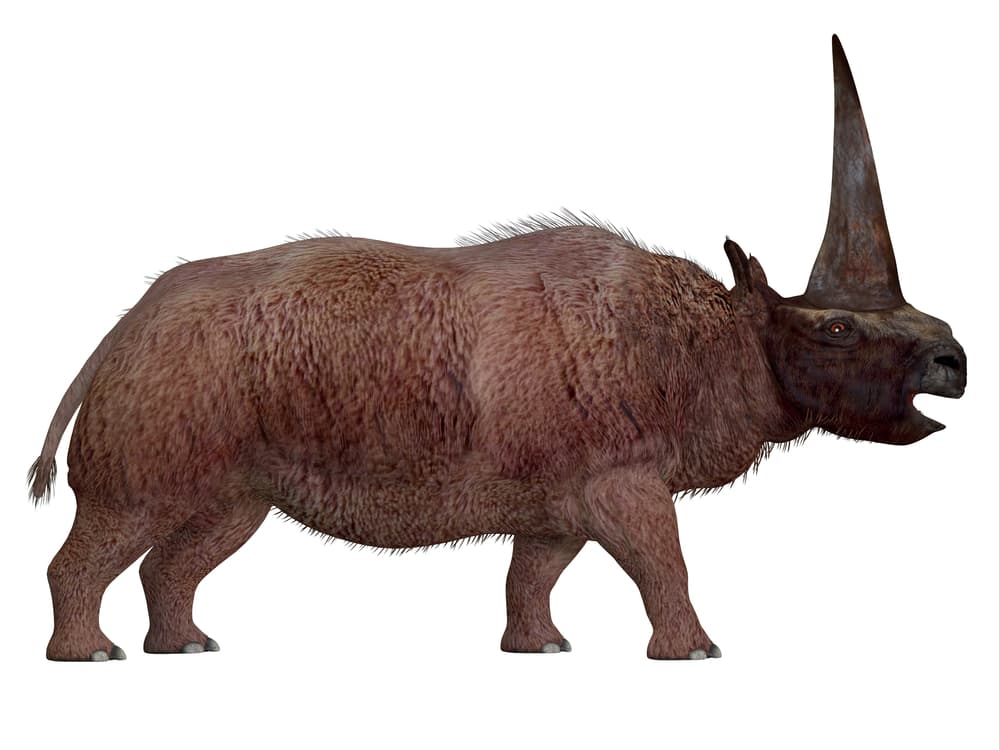 Con el nombre científico de 
<i>Elasmotherium sibiricum</i>, esta criatura era conocida básicamente como el "unicornio de Siberia", pues un estudio realizado por un equipo de la Universidad Tomsk State, de Siberia, notó que este antecedente o "primo" del unicornio habitaba también esa región hace miles de años.