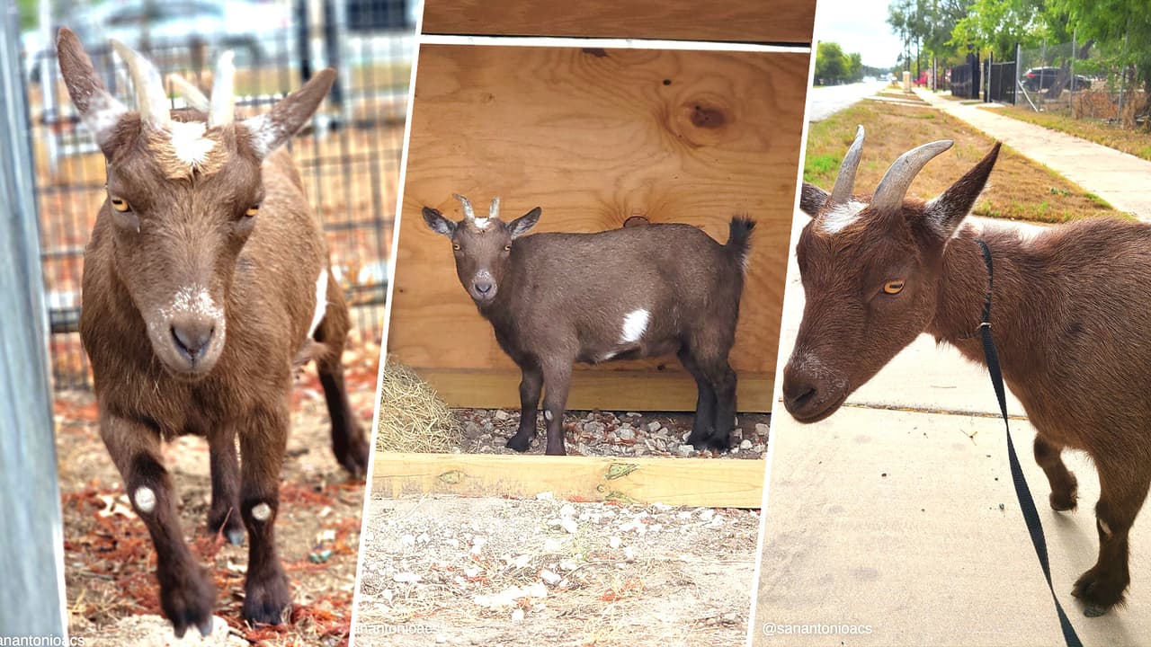 Rescatan a cabra que deambulaba por vecindario de San Antonio 
