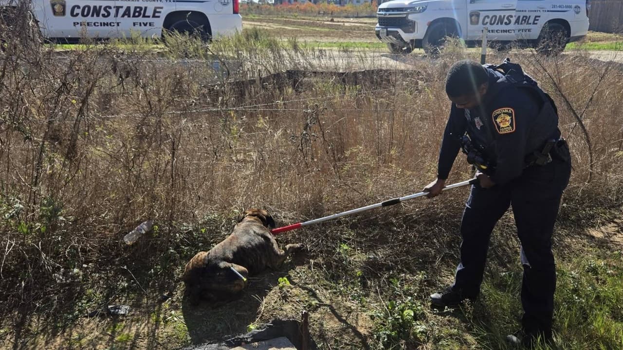 Un hombre muere y una mujer con su hija resultan heridas tras el ataque de perros pitbull en Katy