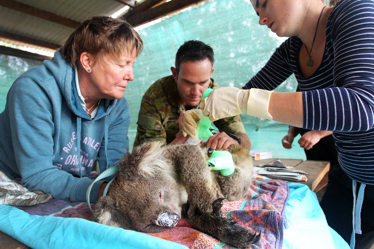 Veterinarios asisten a un koala en Isla Caunguro. Algunos expertos temen por el futuro de esta especie en la isla, donde se sospecha que más de la mitad de la población de 50,000 koalas pereció en uno de los fuegos de principios de 2020.