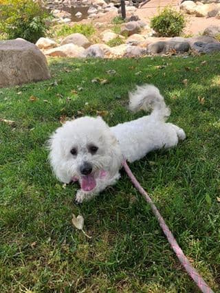 Coco es la perra de Durán.