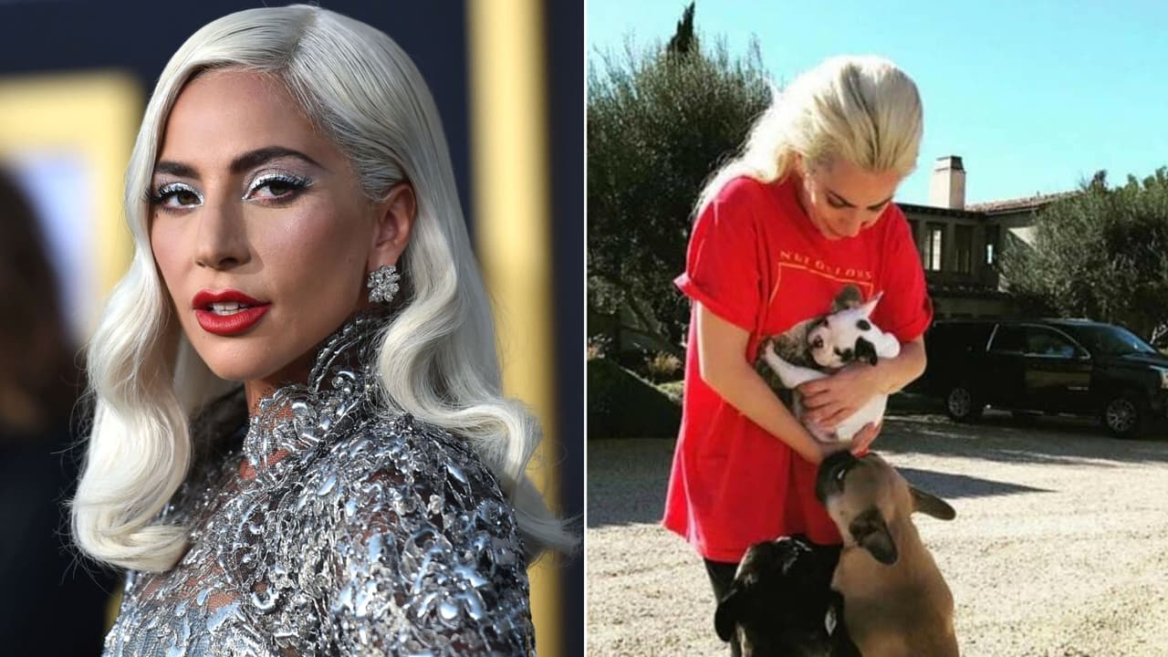 Cómplice en robo de perros de Lady Gaga la demanda por no pagarle la recompensa