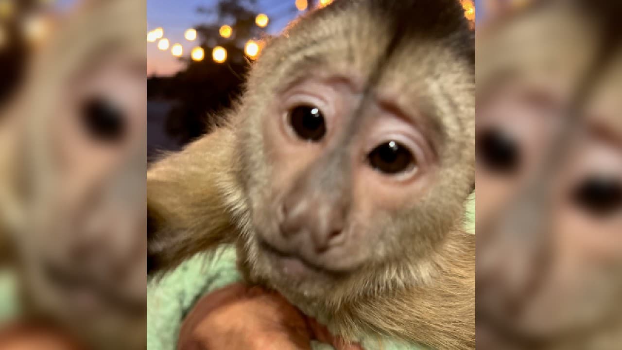 El teléfono del zoológico estaba dentro de un carrito de golf, el mismo donde el pequeño Route viaja a través de la extensa reserva, según informes de la policía de San Luis Obispo. Y es que los monos capuchinos son muy curiosos y seguramente, éste marcó la combinación correcta para contactar al 911 y después colgar.