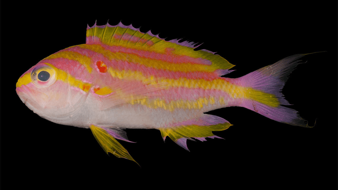<i>Tosanoides obama, es </i>un pez de coral que vive en la costa de Hawaii. Fue descubierto en junio de 2016. Obama es el único pez que vive exclusivamente en el Monumento Nacional Marino de Papahānaumokuākea, una reserva protegida que el Presidente Obama amplió a 1.508.870 kilómetros cuadrados este año en agosto. Ese decreto lo convirtió en el mayor lugar ecológicamente protegido del planeta