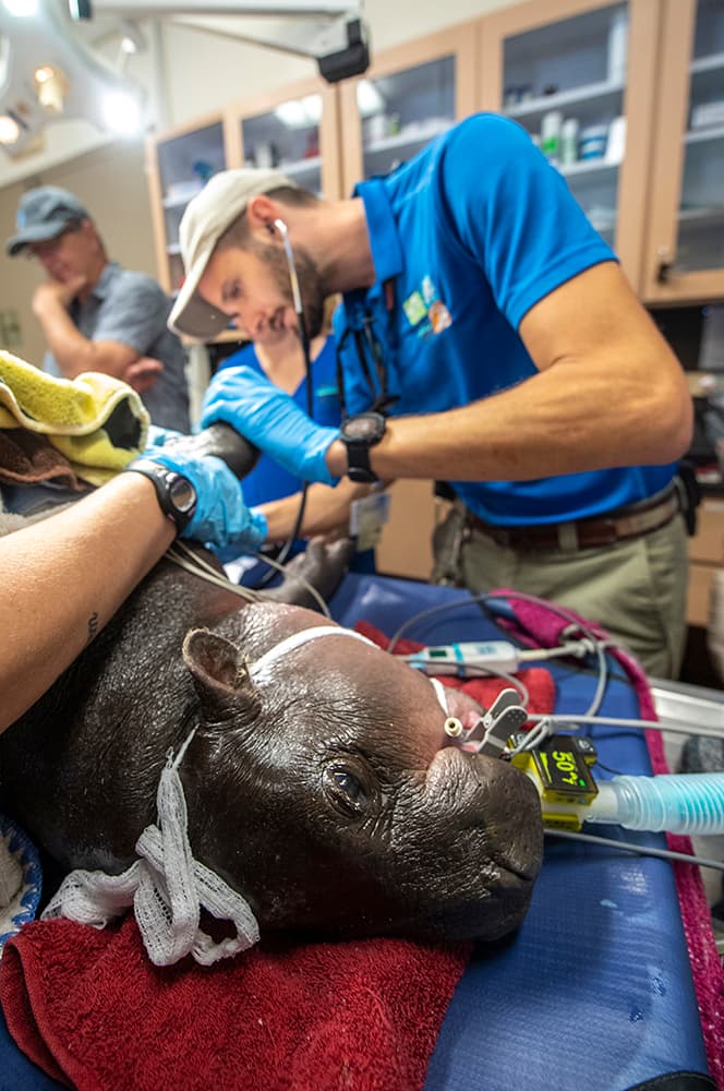 El Dr. Jimmy Johnson escucha el corazón del hipopótamo para comprobar que esté latiendo perfectamente.