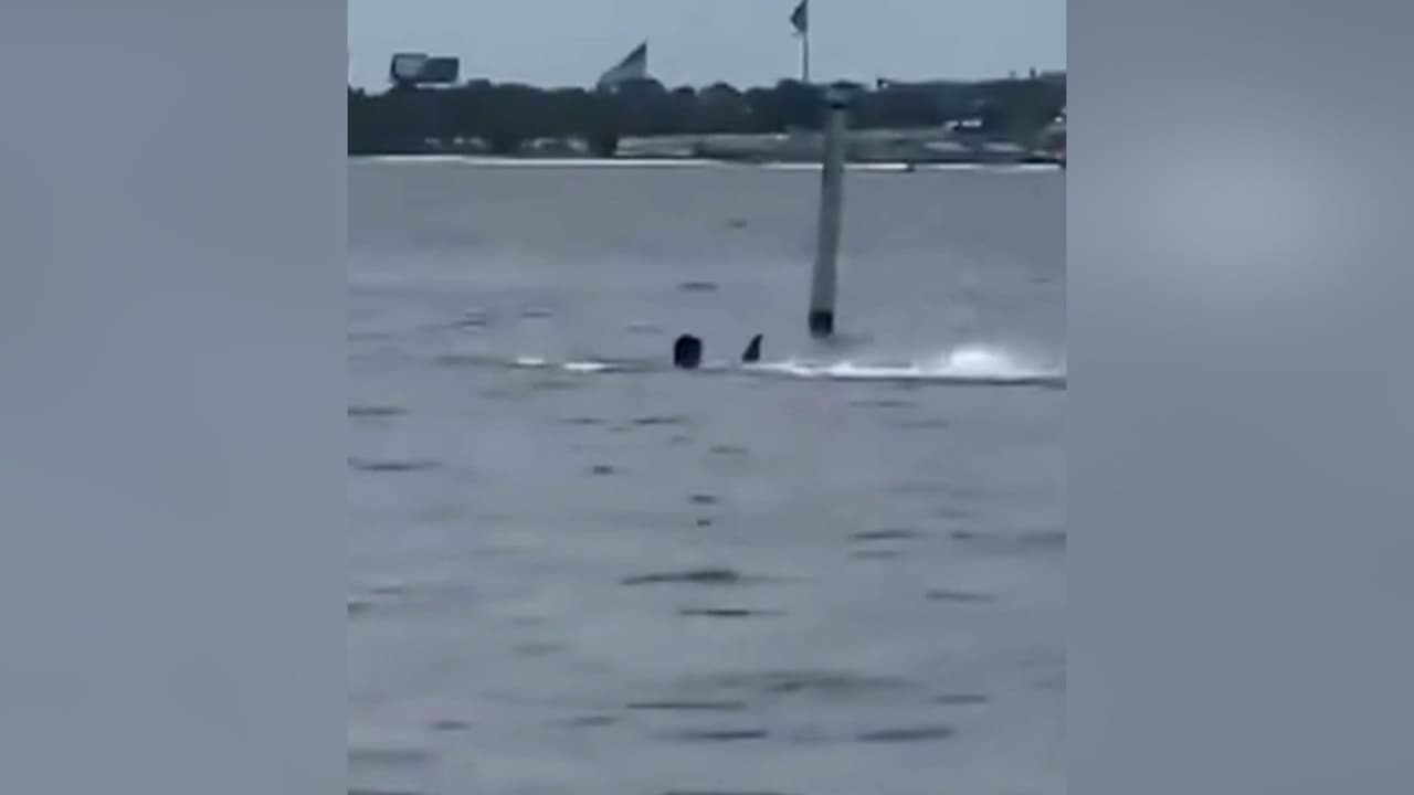 Captan el ataque de un tiburón en Florida contra un empleado de una base naval