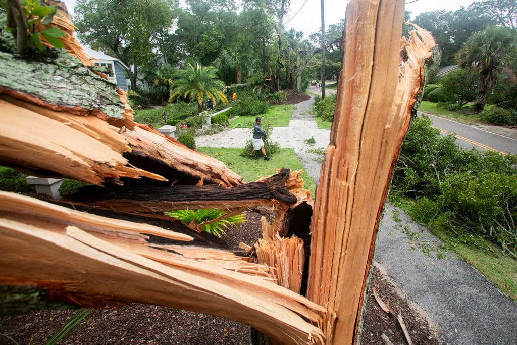 En Isla de Palmas también se reportó un presunto tornado, que destruyó árboles, como se observa en la imagen.