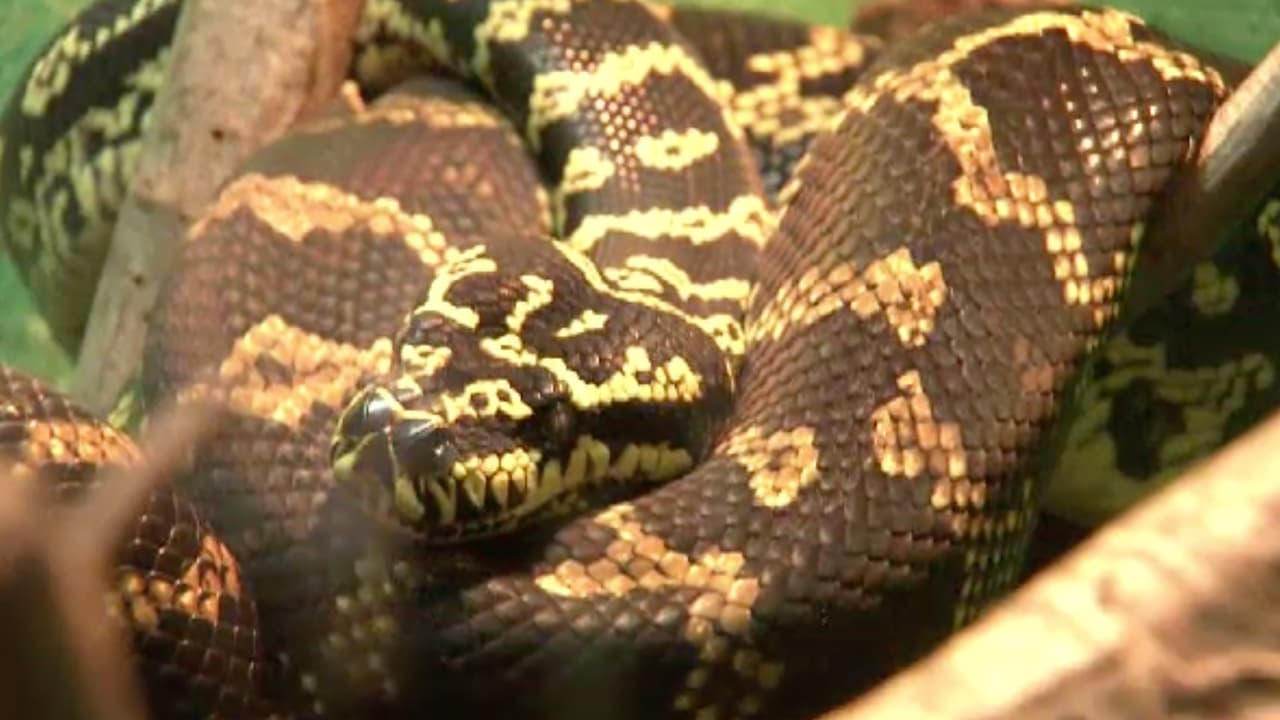 Estas son las recomendaciones si llega a ser mordido por una serpiente: 
<br>
<br>-No espere para buscar atención médica después de una mordedura.
<br>-No se ponga hielo en la mordida ya que puede provocar más daño al tejido.
<br>-No intente cortar o drenar el área afectada.
<br>-No es necesario que lleve la serpiente al hospital. Un toxicólogo puede identificar qué tipo de víbora lo mordió.
<br>-Los colmillos de las serpientes pueden girar en cualquier ángulo.