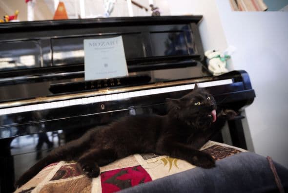 El sitio oficial de la cafetería afirma que es un espacio en beneficio de los felinos, el cual necesita fondearse para poder abrir más sucursales y resalta la importancia del respeto hacia los animales.