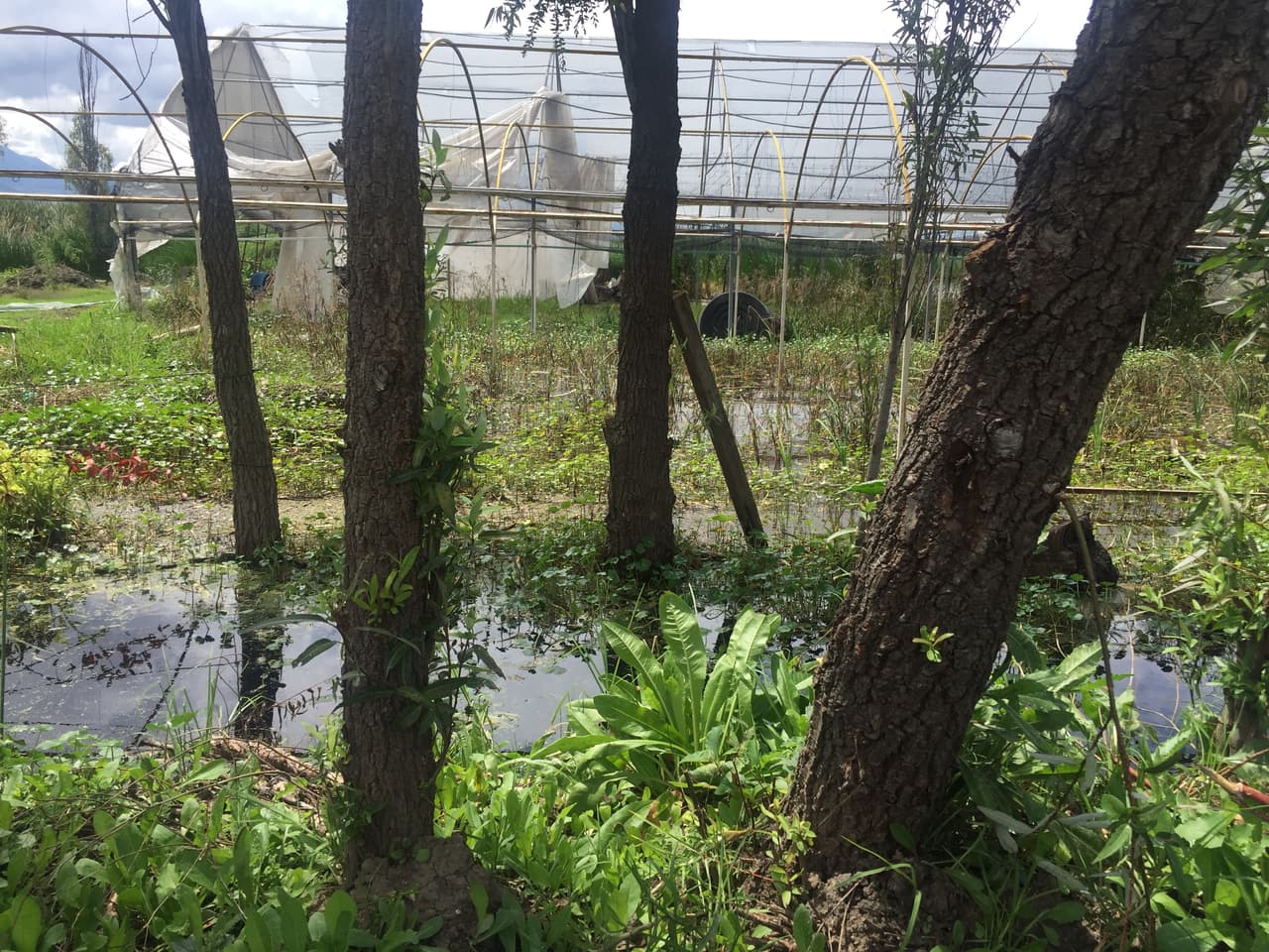 Otra de las razones es por la inundación de las chinampas de los productores. El sismo ocasionó que las aguas del canal de Chalco salieran de su cuce e invadieran las zonas productivas. Un año después las tierras siguen inutilizables.
