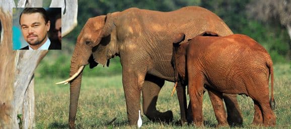 Además de se un galán de cine, Leo se preocupa por el planeta y en esta ocasión hizo este generoso donativo para proteger a esta especie.