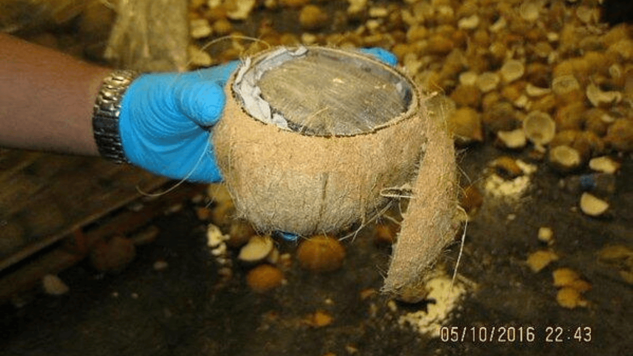 <h3 class="cms-H3-H3"><b>En cocos</b></h3>
<br>Los agentes encontraron poco más de media tonelada de supuesta marihuana
<a href="https://www.univision.com/local/san-antonio-kwex/decomisan-mariguana-escondida-en-cocos-en-la-frontera-de-texas" target="_blank">escondida dentro de cocos</a>. Esto fue en el Puente Internacional Pharr-Reynosa y la droga fue valuada en $285,000.