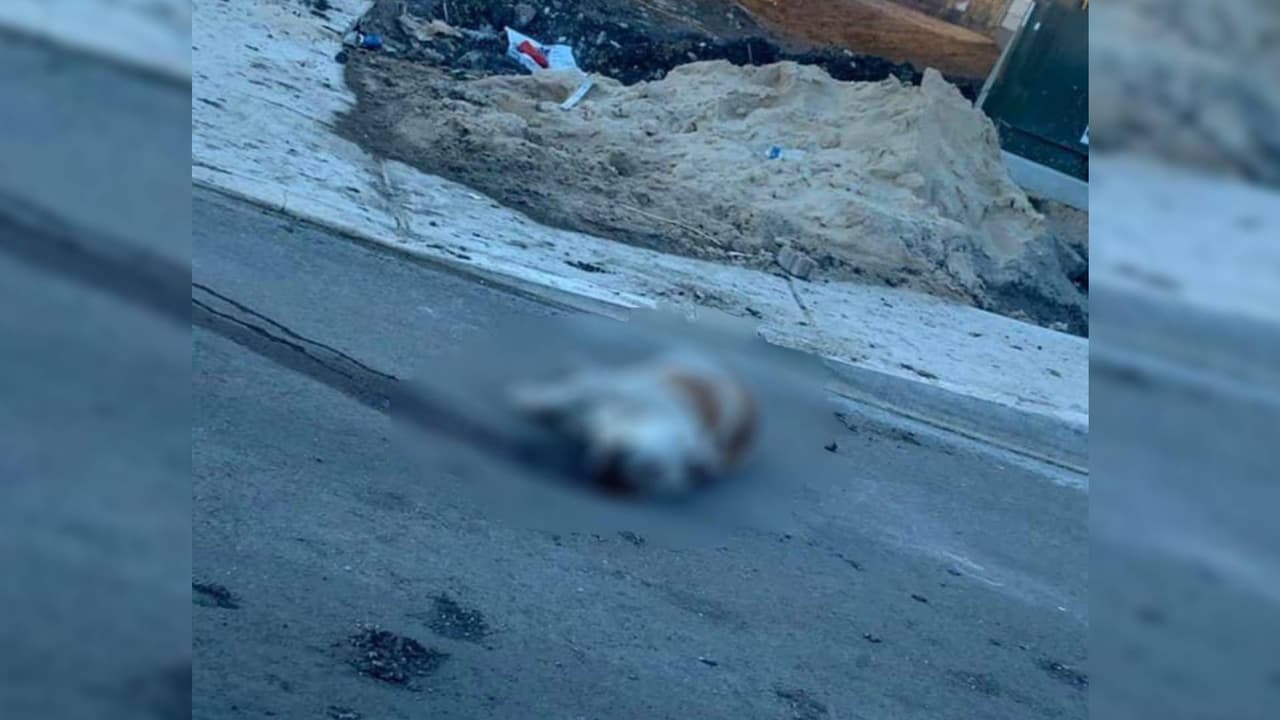 Aparecen muertas varias mascotas por disparos de bala