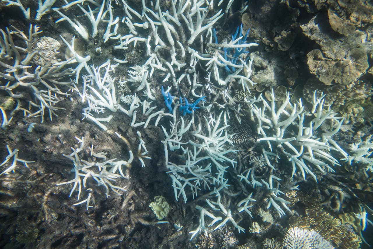 La Gran Barrera de Coral tiene aproximadamente 1625 tipos de peces y 133 variedades de tiburones y rayas entre muchos otros. Estos animales también se ven afectados por la pérdida de coral, ya que conduce a una pérdida de complejidad estructural y su hábitat.