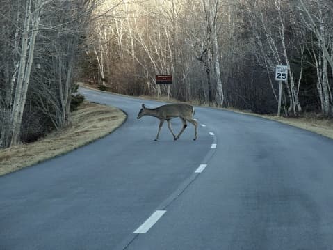 Evite el contacto directo con animales muertos, incluidos sus huesos, cuernos o astas.