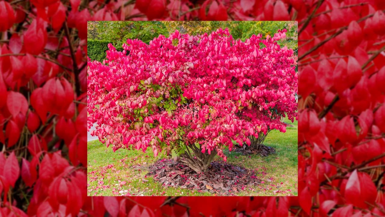 Pensilvania prohibirá la venta de zarza ardiente y esto debes saber 