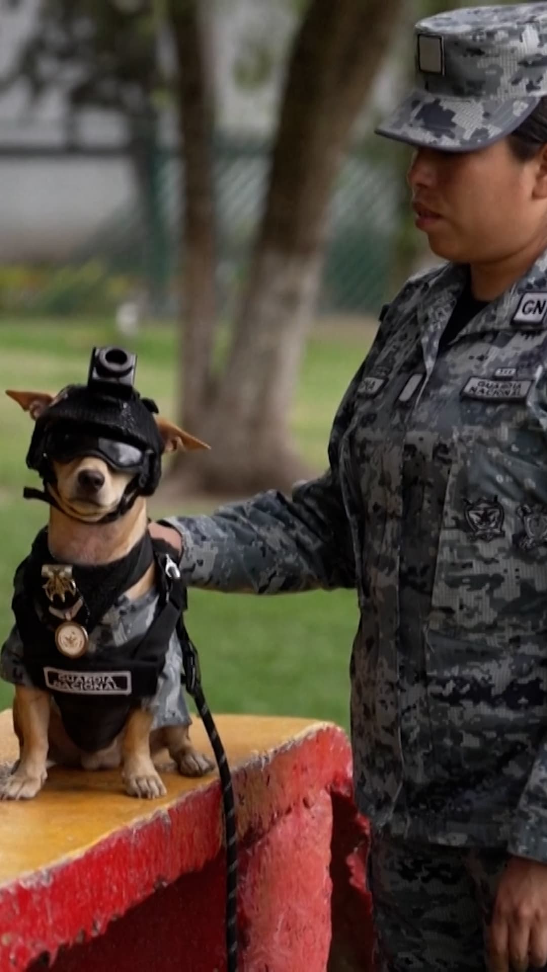 Un perro chihuahua es el integrante más pequeño de la Guardia Nacional de México