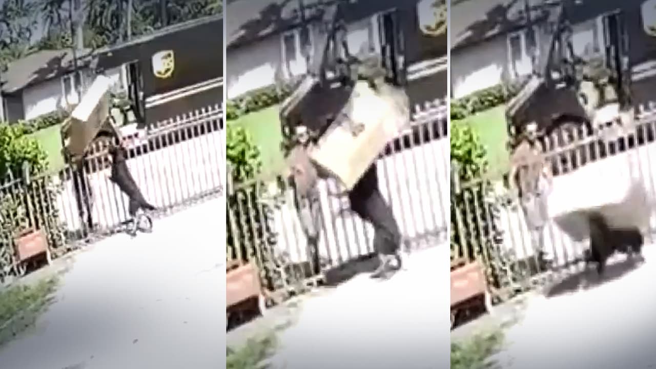 “Es desgarrador”: video muestra momento en que un repartidor de UPS deja caer pesado paquete sobre un perro en Miami