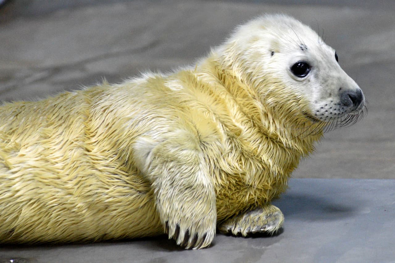 Para cuando sean destetados en aproximadamente una semana, habrán casi cuadruplicado su peso al nacer. Las crías de foca gris deben crecer rápidamente porque una vez destetadas están solas y necesitan poder valerse por sí mismas cuando salgan al mar para buscar comida.