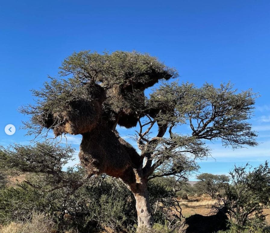 Desde este fin de semana, Raúl de Molina se encuentra en el sur de África junto a su esposa, gozando de la flora y fauna que solo ese continente puede ofrecer, al mismo tiempo de las cómodas amenidades que hacen más placentero el recorrido. 
<br>