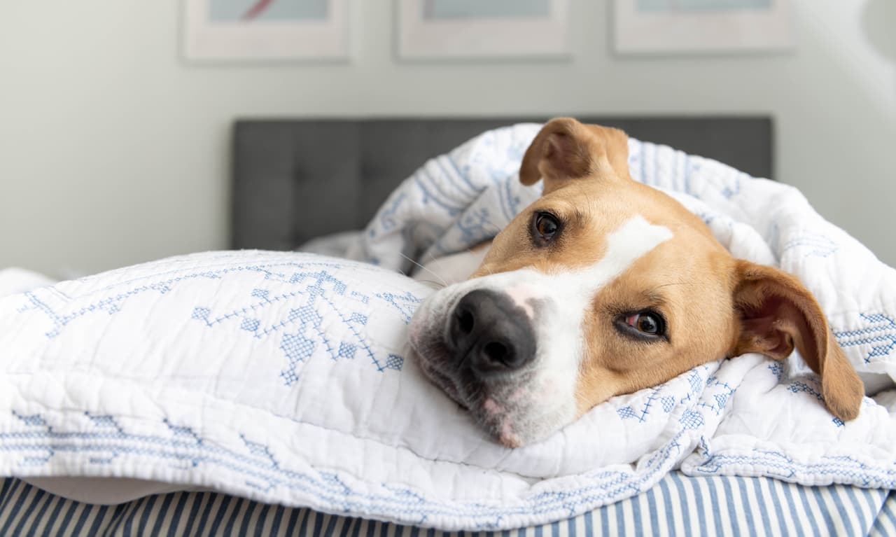 <b>Lava tus sábanas con vinagre de manzana.</b> Ahora bien, si eres a los que no le importa compartir cobijas y hasta almohada con tus mascotas, te recomendamos lavar tus fundas y sábanas con detergente y 1/4 de taza de vinagre de manzana.