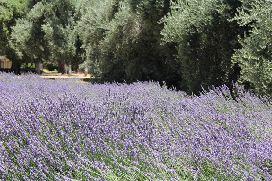 En 123 Farm unos 20 acres están repletos con 90 variedades de lavanda, entre tres tipos de la planta: Provenza, Angustifolia y Munstead.
