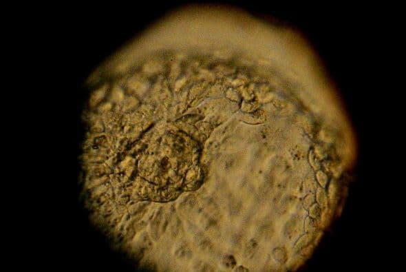 1 - Investigadores japoneses transformaron células madre embrionarias de ratón en ovocitos viables que pudieron ser fecundados en laboratorio y se desarrollaron para dar ratones entre madres portadoras, una técnica que les devuelve la esperanza a las mujeres infértiles.