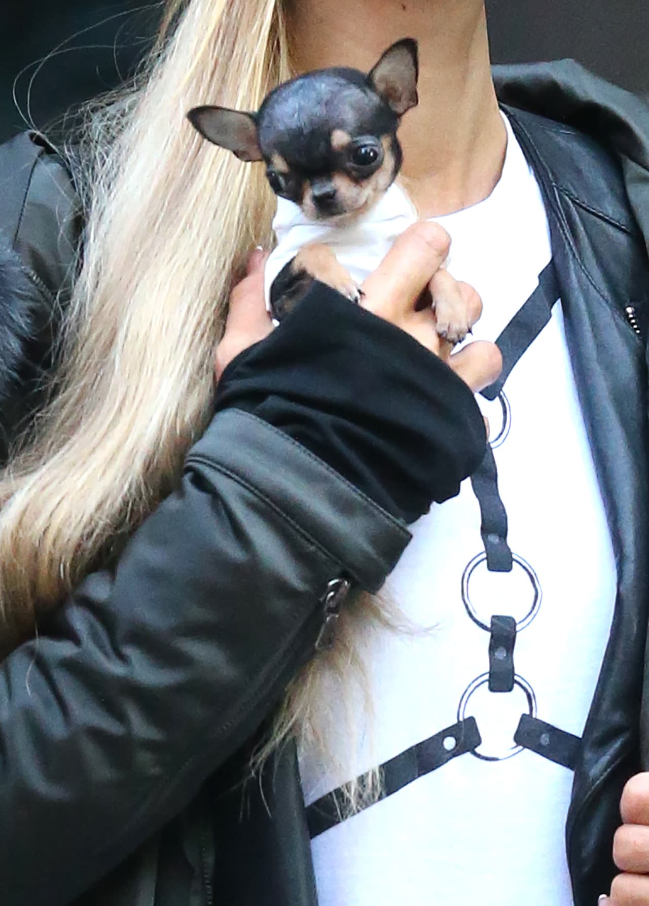 El perrito nada más pesa 12 onzas. ¡Ternurita!