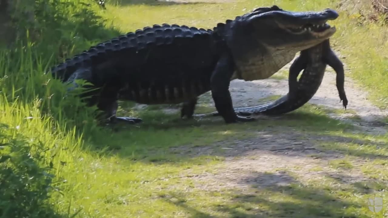 Florida: Caimán se almuerza otro caimán más pequeño