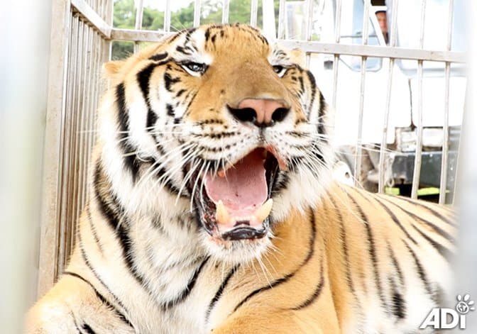 Finalmente lograron rescatar a 15 tigres y 6 leones del 'Circo Hermanos Ponce’.
<br>