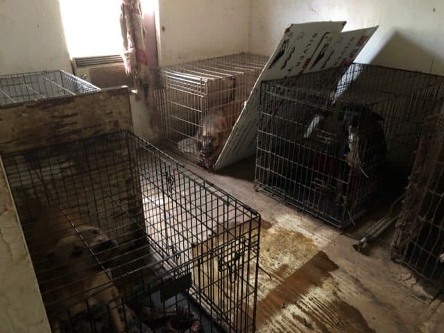 Los animales podrían perder extremidades por las infecciones, dijo Lea Moore, directora de operaciones del estado de Georgia para Guardianes de Rescate.