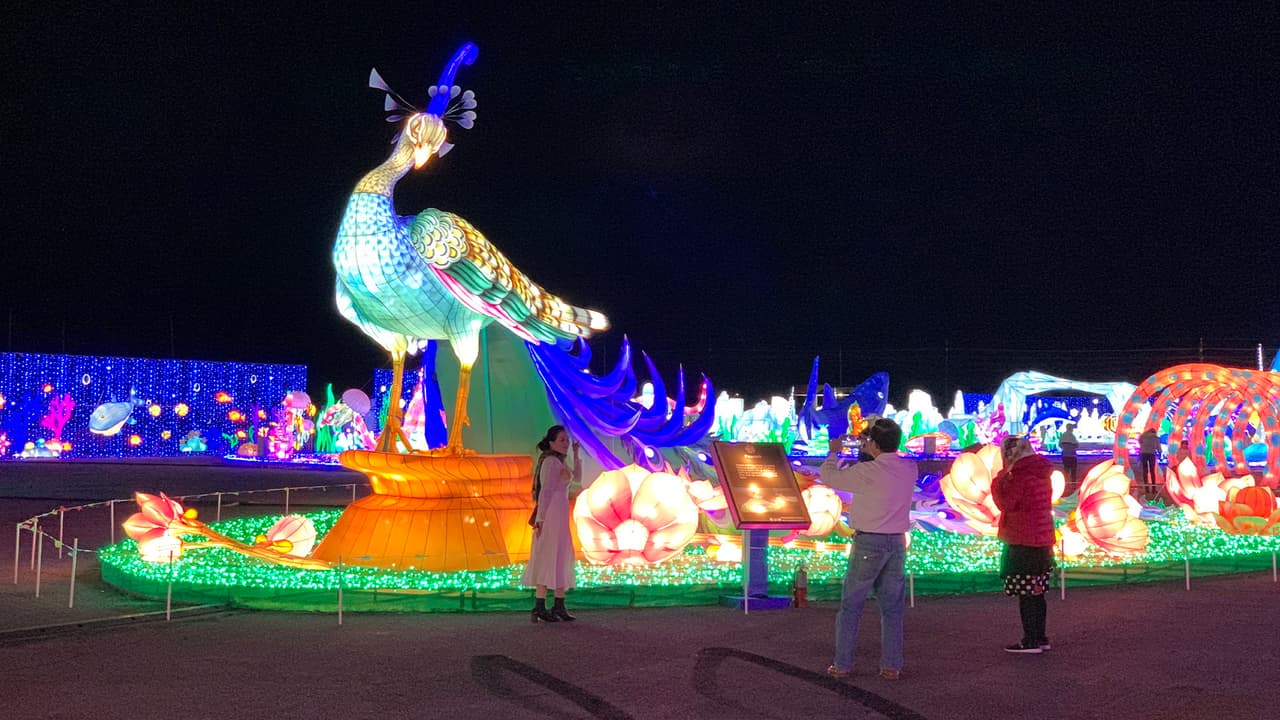 El enorme pavoreal es una de las nuevas adquisiciones de Magical Winter Lights.