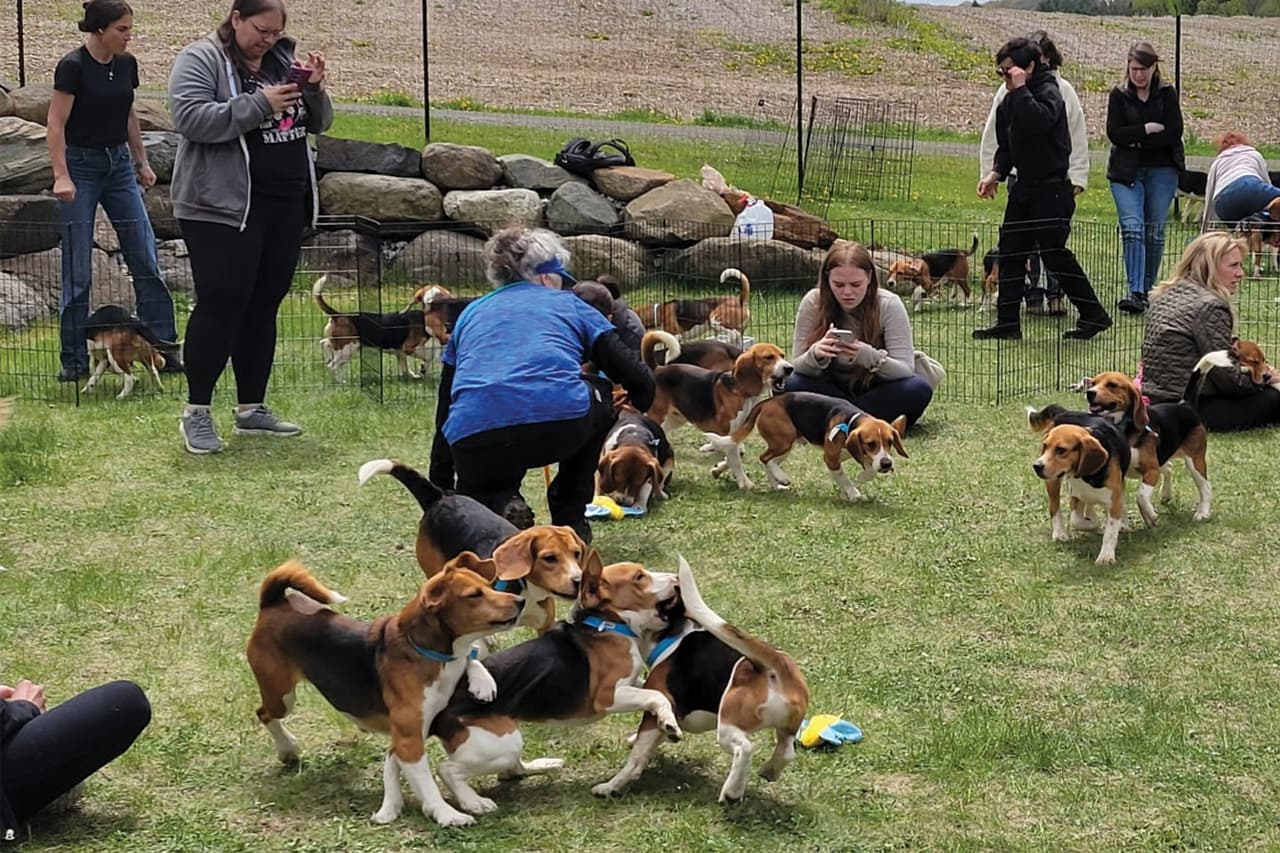 La organización PAWS Chicago rescató esté fin de semana a 
<b><a href="https://www.univision.com/local/atlanta-wuvg/atlanta-humane-society-beagles-rescate-experimento-fotos" target="_blank">25 perros beagles</a></b> que fueron utilizados en investigaciones 
<b>biomédicas en Ridglan Farms, un criadero ubicado en Blue Mounds, Wisconsin.</b>