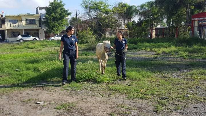 Al parecer el caballo, al ser manso y presentar signos de desnutrición,
<b>no opuso ninguna resistencia</b> para ser metido ni retirado del
<b>Camaro</b> del que esperamos (al igual que el caballo) se encuentre en buenas condiciones.