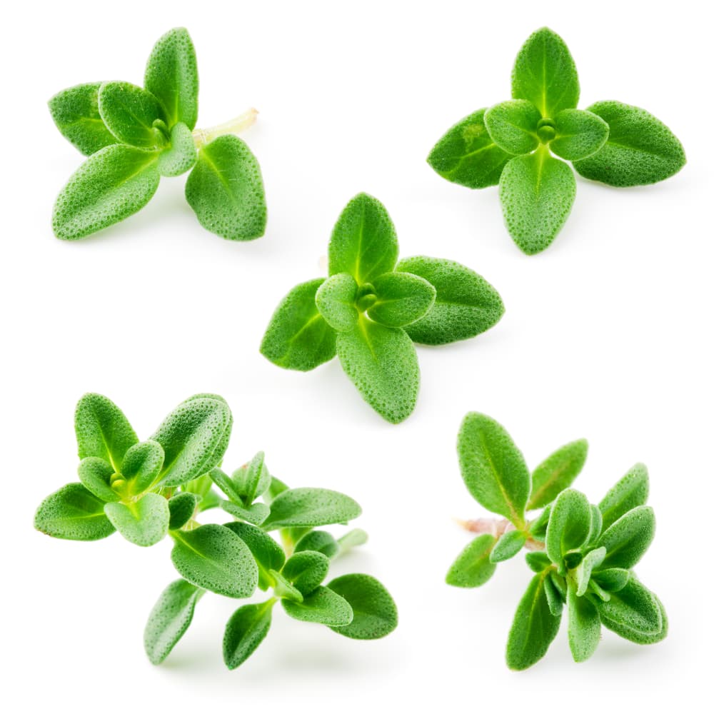 También esta infusión de tomillo tiene efectos antiinflamatorios sobre la mucosa gástrica, por eso es ideal en casos de digestión lenta, gastritis o úlceras estomacales.