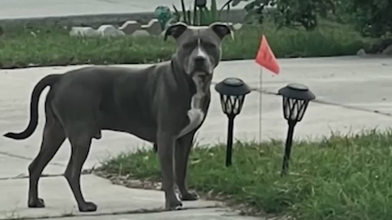Evalúan cargos contra dueño de pitbull tras ataque a mujer de 80 años en San Antonio